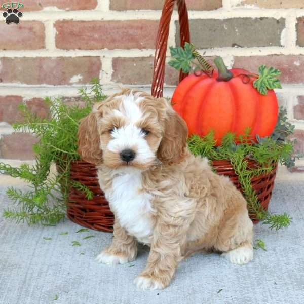 Arlo, Cockapoo Puppy