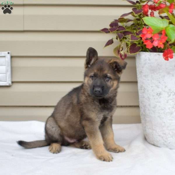 Asher, German Shepherd Puppy