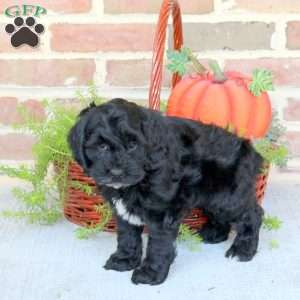 Asher, Cockapoo Puppy