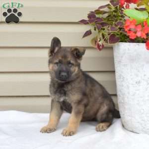 Asher, German Shepherd Puppy