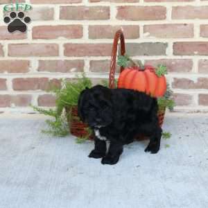 Asher, Cockapoo Puppy