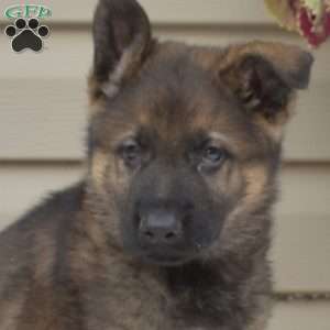 Asher, German Shepherd Puppy