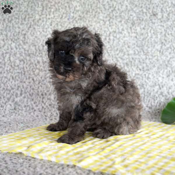 Asher, Toy Poodle Puppy