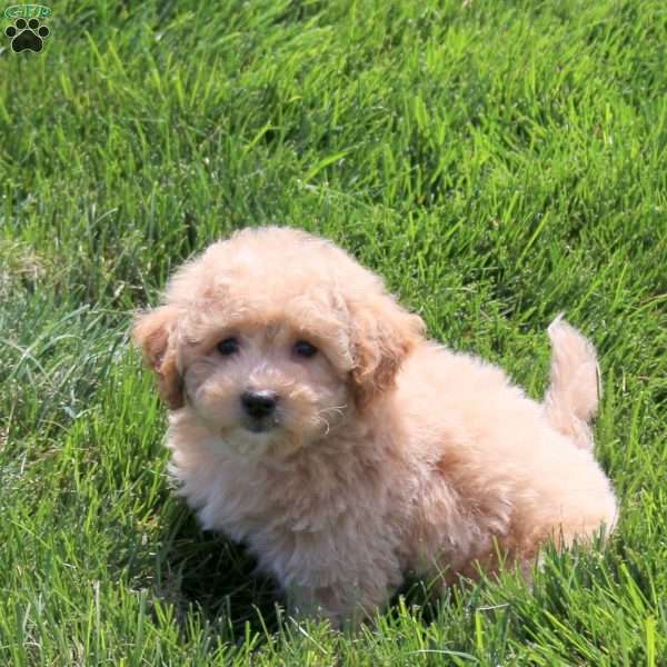 Ashley, Bich-Poo Puppy