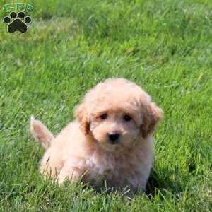 Ashley, Bich-Poo Puppy