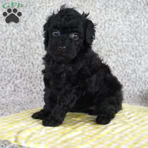 Ashley, Toy Poodle Puppy