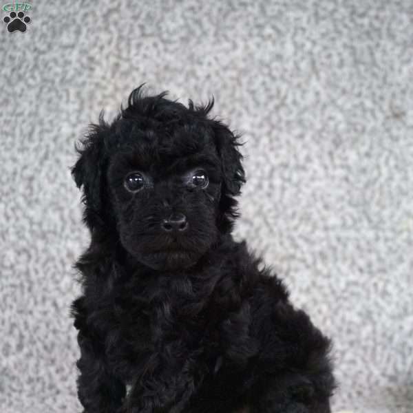Ashley, Toy Poodle Puppy