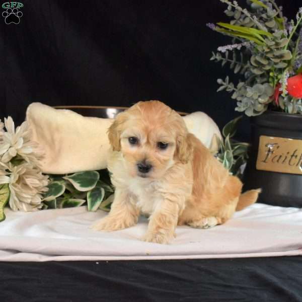 Aspen, Maltipoo Puppy