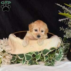 Aspen, Maltipoo Puppy