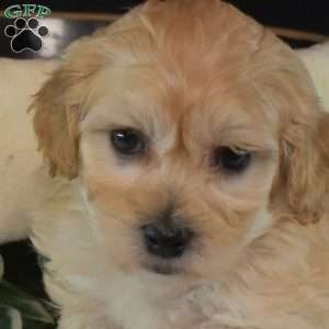 Aspen, Maltipoo Puppy
