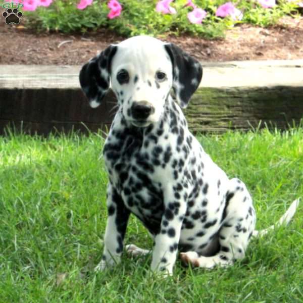 Astrid, Dalmatian Puppy
