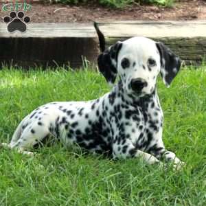 Astrid, Dalmatian Puppy