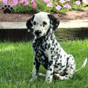 Astrid, Dalmatian Puppy