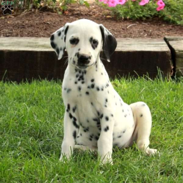 Athena, Dalmatian Puppy