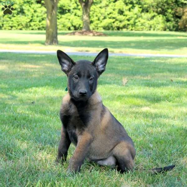 Athena, Belgian Malinois Puppy