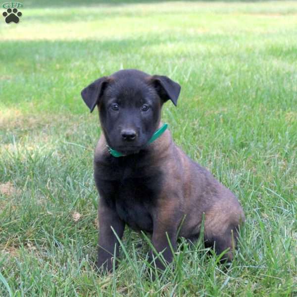 Athena, Belgian Malinois Puppy
