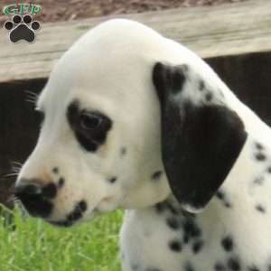 Athena, Dalmatian Puppy