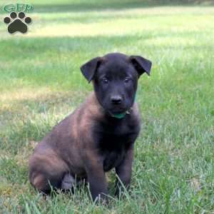 Athena, Belgian Malinois Puppy