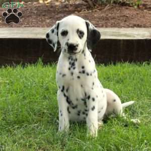 Athena, Dalmatian Puppy