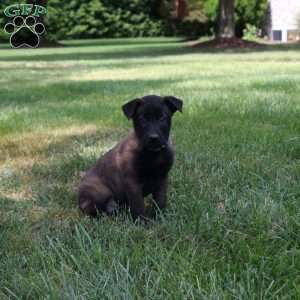Athena, Belgian Malinois Puppy