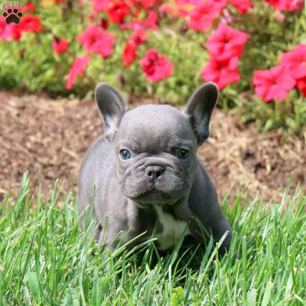 Atlas, French Bulldog Puppy