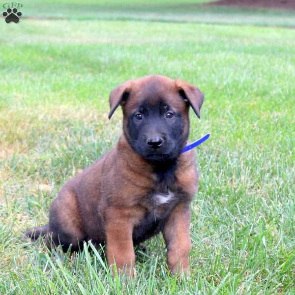 Atlas, Belgian Malinois Puppy