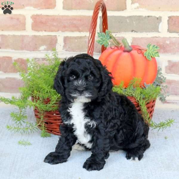 Atlas, Cockapoo Puppy