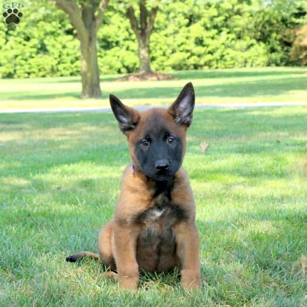 Atlas, Belgian Malinois Puppy