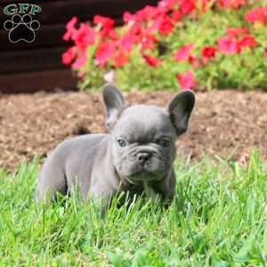 Atlas, French Bulldog Puppy