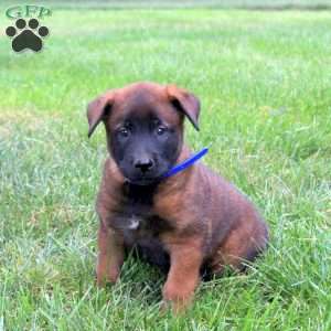 Atlas, Belgian Malinois Puppy