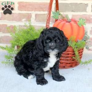 Atlas, Cockapoo Puppy