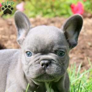 Atlas, French Bulldog Puppy
