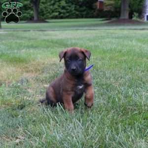 Atlas, Belgian Malinois Puppy