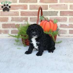 Atlas, Cockapoo Puppy