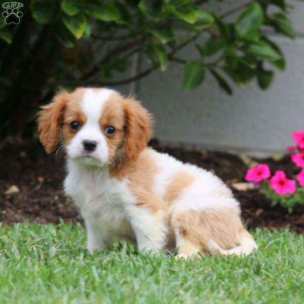 Atlas, Cavalier King Charles Spaniel Puppy