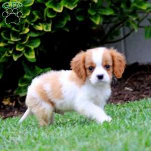 Atlas, Cavalier King Charles Spaniel Puppy