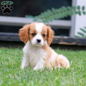 Atlas, Cavalier King Charles Spaniel Puppy