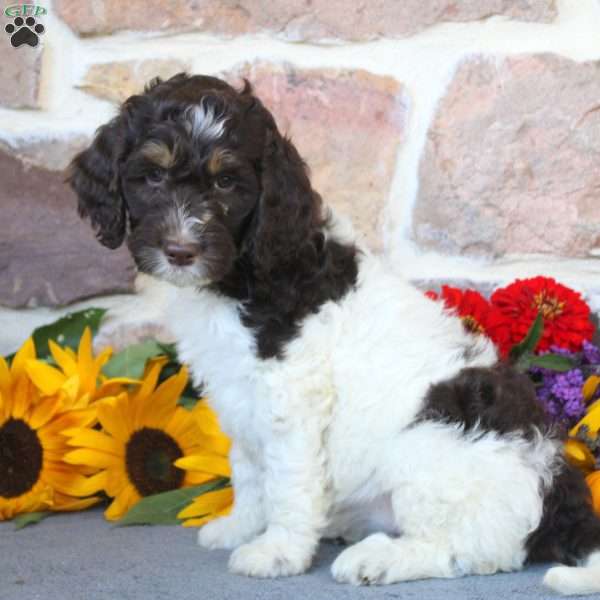 Audrey, Springerdoodle Puppy