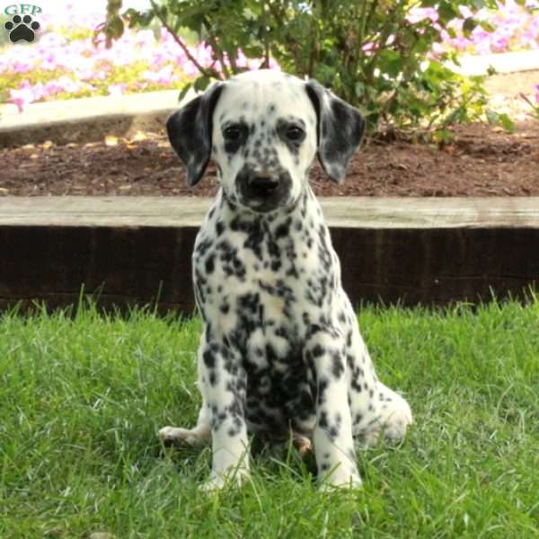 Audrey, Dalmatian Puppy