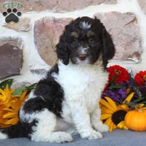 Audrey, Springerdoodle Puppy