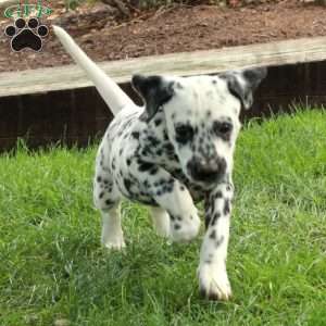 Audrey, Dalmatian Puppy