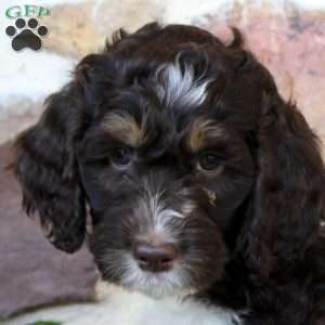 Audrey, Springerdoodle Puppy
