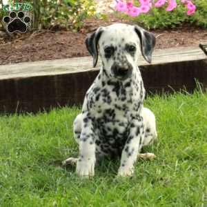 Audrey, Dalmatian Puppy