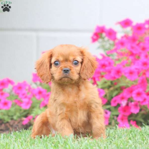 Audrey, Cavalier King Charles Spaniel Puppy