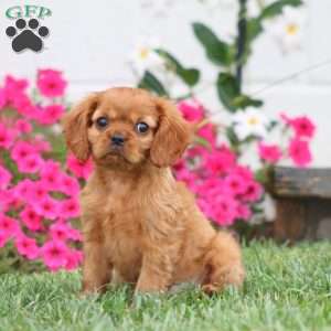Audrey, Cavalier King Charles Spaniel Puppy