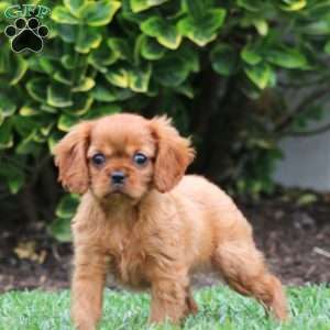 Audrey, Cavalier King Charles Spaniel Puppy
