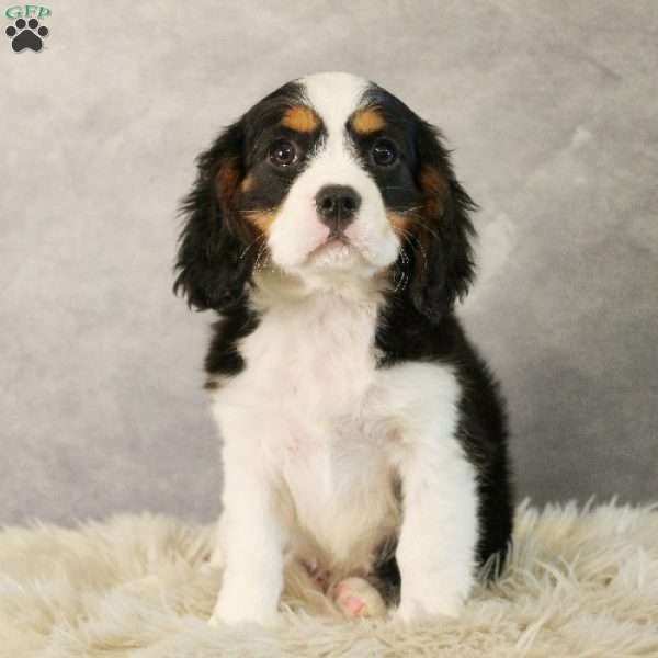 Gumdrop, Miniature Bernese Mountain Dog Puppy