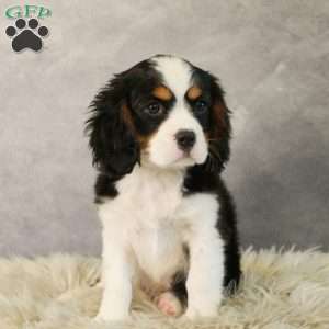 Gumdrop, Miniature Bernese Mountain Dog Puppy