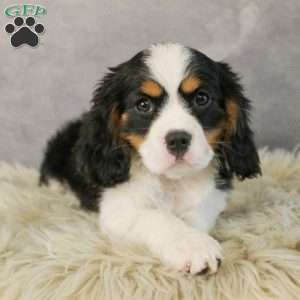 Gumdrop, Miniature Bernese Mountain Dog Puppy