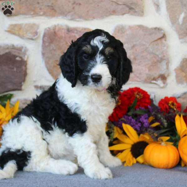 Aurora, Springerdoodle Puppy